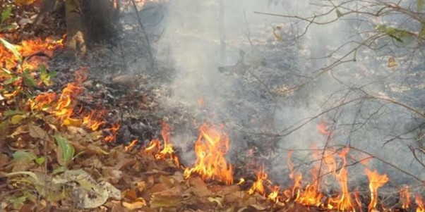 INDIA: Massive Fire Raging At MP’s Bandhavgarh Tiger Reserve