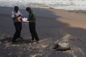 Sri Lanka Turtles