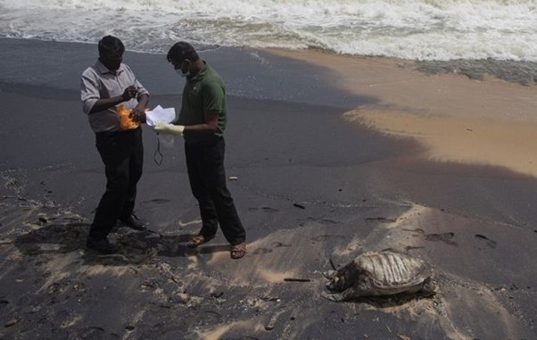 Sri Lanka: Turtle Carcasses Wash Ashore After Ship Fire
