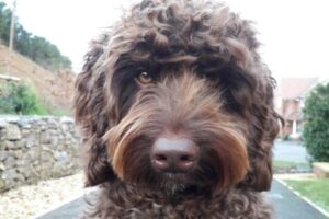 Digby The Dog