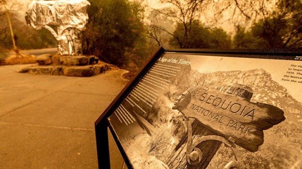 USA: Fighting Fire With Fire To Protect Sequoia Trees
