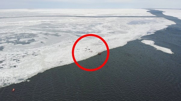 Dozens Rescued From Floating Chunk Of Ice After Fishing Trip Goes Horribly Wrong