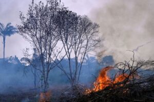 02 09 2022 Amazon Wildfires