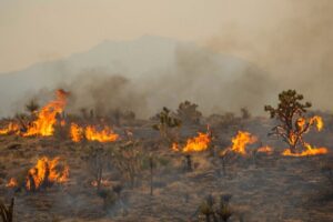 02 08 2023 Mojave Desert Fire